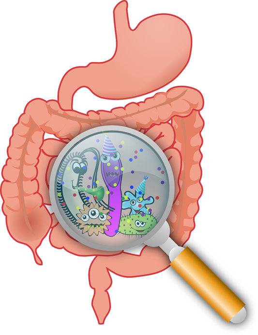 Gut bacteria influence thinking. Scientists have discovered a connection between the microbiome and brain health.